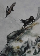 Gemse mit Steinadler