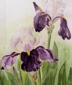 Iris  42 x 55